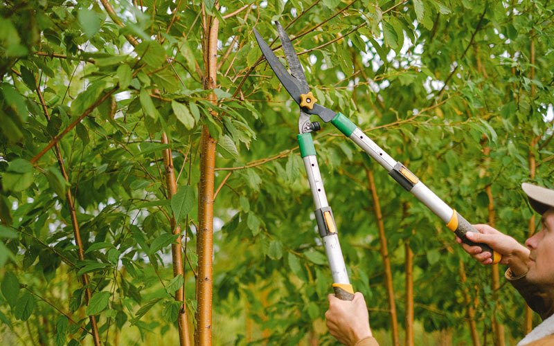 Tree trimming in Ballard, WV