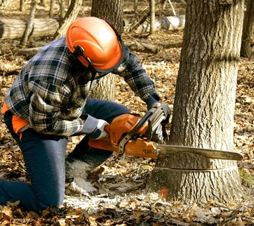 Tree Removal in Ballard, WV